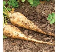 Semi di pastinaca - da balcone per giardino di aromatiche selvatiche medicinali organico aromatiche da cucina per gli amanti del giardino 450pcs