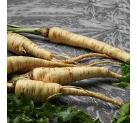 Semi di pastinaca - da balcone vecchie varietà medicinali organico selvatiche per giardino di aromatiche semi aromatiche esotico raro prodotti 450pcs