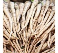 semi di pastinaca, da cucina rare giardino resistenti per il giardino da sul balcone esterno 100pcs