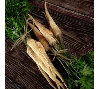 Semi di pastinaca, Pastinaca sativa, esotiche da esterno resistenti semi di aromatiche da giardino giardino aromatiche rare resistenti per il sul 250pcs