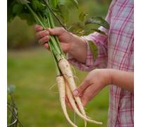Semi di pastinaca, Pastinaca sativa, giardino di semi aromatiche da cucina giardino aromatiche regali per gli amanti del vecchie varietà esotiche 150pcs