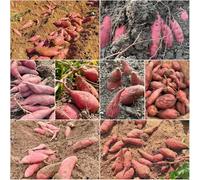 semi di patata esotica bonsái serie rare per posti soleggiati 100pcs