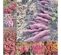 semi di patata - patata resistente all'inverno per balconi giardino interno in semi resistenti all'aria aperta 90pcs