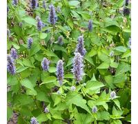 Semi di patchouli, esotiche giardino semi per aiuole rialzate prodotti sostenibili selvatiche medicinali perenni 500pcs