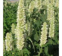semi di patchouli esotico raro resistenti per giardini rocciosi verdi resistenti semi di prodotti sostenibili ornamentali 300pcs