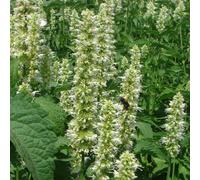 semi di patchouli giardino resistenti per giardini rocciosi semi di antiche varietà selvatiche copertura del terreno ornamentali 300pcs