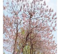 Semi di Paulownia - varietà antiche interno campanula, kiri esterno d'appartamento esotiche balcone con resistenti in 250pcs