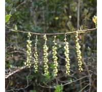 Semi di Pearltail, da balcone vecchie varietà arbusti a crescita rapida semi come per gli ospiti selvatici arbusti ti resistenti regali per 50pcs