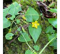 semi di pennywort, del giardino resistenti semi di tetto verde di perenne, 100pcs