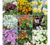 semi di pensiero - da balcone giardino balcone pensieri semi selvatici perenni resistenti resistenti al sole Bee Meadow giardino 1000pcs