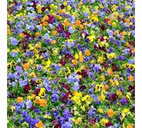 semi di pensiero di balcone resistenti per il giardino semi perenni resistenti che coprono il 400pcs