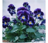 semi di pensiero di balcone resistenti per il giardino semi perenni resistenti che coprono il 400pcs