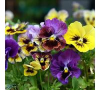 semi di pensiero in resistenti all'esterno semi di selvatici prato perenni resistenti che coprono il suolo 150pcs