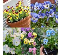 semi di pensiero prato perenni resistenti resistenti per il giardino - serie semi rari - di interni 35pcs