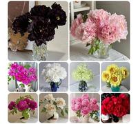 Semi di peonia - resistenti decorazione del giardino per esterno semi da giardino 100pcs