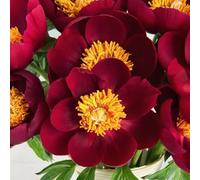 Semi di peonia, vecchie varietà, rare esotiche semi di selvatici per giardinieri autunnali resistenti primaverili biologici per i luoghi soleggiati resistenti 60pcs