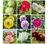 Semi di peonia - vecchie varietà semi per luoghi soleggiati di campo recisi Le da giardino sono perenni 120pcs