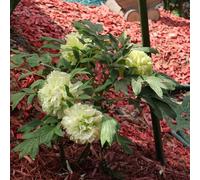 semi di peonie - balcone piccolo per donne, semi del prato del balcone perenni, 10pcs