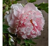 semi di peonie - piccolo per le donne, giardino di resistenti Il giardino sono resistenti esotici 100pcs