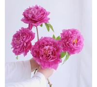 semi di peonie - piccolo per le donne, Le da giardino sono resistenti prato balcone letti elevati per giardino, 150pcs