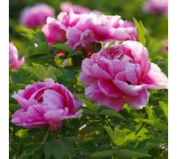 semi di peonie - prato esotico resistente, Le giardine sono resistenti giardino semi del prato balcone 450pcs