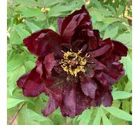 semi di peonie - semi decorativi resistenti giardino Le rocce giardino sono resistenti decorazione 30pcs