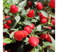 semi di pepe semi di varietà tradizionali giardino interni balcone serra resistenti per giardini rocce pepe ufficio 250pcs