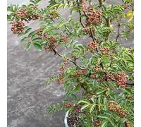 Semi di pepe - Zanthoxylum bungeanum - Semi di perenni biologici da giardino semi di medicinali 450pcs