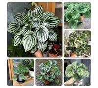 semi di Peperomia argyreia, d'appartamento esotiche recisi 300pcs