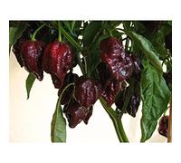 Semi di peperoncino 7 Pod Brown