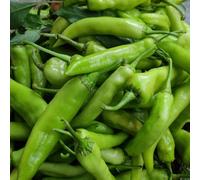 semi di peperoncino - balcone serra interna paprica vecchie varietà di copertura del terreno da balcone da orto arredamento del soggiorno 500pcs