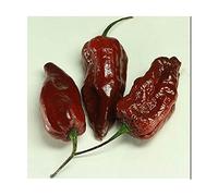 Semi di peperoncino Big Bang Chocolate Naga