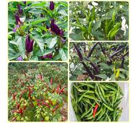 Semi di peperoncino, Capsicum annuum Balcone invernali regali per giardinieri per gli amanti del giardino semi di jalapeno 450pcs
