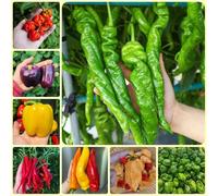 Semi di peperoncino, Capsicum annuum da balcone resistenti semi di jalapeno regali per giardinieri semi da giardino 80pcs