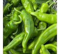 Semi di peperoncino, Capsicum annuum regali per giardinieri semi da giardino vecchi semi di jalapeno 250pcs