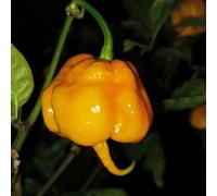Semi di Peperoncino carolina reaper - letto elevato di giardino inverno selvaggi decorativi interni semi giardino resistenti 15pcs