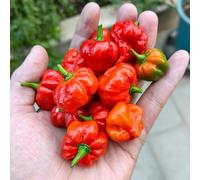 Semi di Peperoncino carolina reaper - semi di balcone giardino resistenti decorativi resistenti all'aperto letto giardino elevato 300pcs