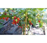Semi di peperoncino Chupetinho