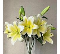 Semi di Peperoncino,da ombra resistenti,Bella in vaso,Semi biologici 350pcs