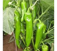 Semi di peperoncino dolce a corno di frutto di alta resa, non piccanti, per balcone e piante di ortaggi in vaso da giardino Borsa