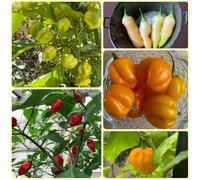 Semi di peperoncino Habanero, Balcone invernali da orto invernale da balcone resistenti di esotiche 100pcs