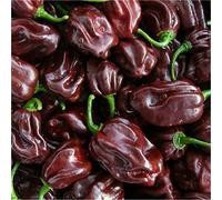 semi di PEPERONCINO HABANERO CHOCOLATE