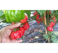 Semi di peperoncino Habanero El Remo