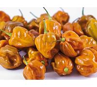 Semi di peperoncino Habanero Mustard