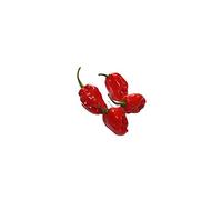 Semi di peperoncino Habanero Red