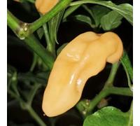 Semi di Peperoncino Habanero - semi di balcone biologici semi da giardino 50pcs