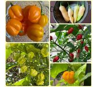 Semi di Peperoncino Habanero - semi di peperoncino semi di da balcone resistenti da giardino 30pcs