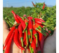 Semi di Peperoncino,in vaso,verdi,Bella in vaso 300pcs