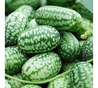 semi di peperoncino invernale biologico saporoso varietà antiche, balcone, resistenti - Serie semi rari - 200pcs