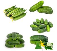 semi di peperoncino Le rocce da giardino sono resistenti semi di peperoncino esotici ortacoli biologici 300pcs